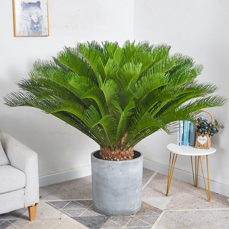 Tree potted living room prosperous house green plant evergreen big good to raise money indoor potted large real flower big iron tree