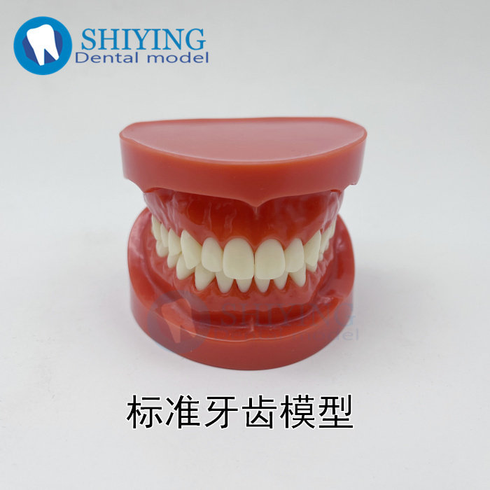 牙科口腔模型 标准牙齿模型 优质1：1 医患沟通 不可拆牙7004包邮