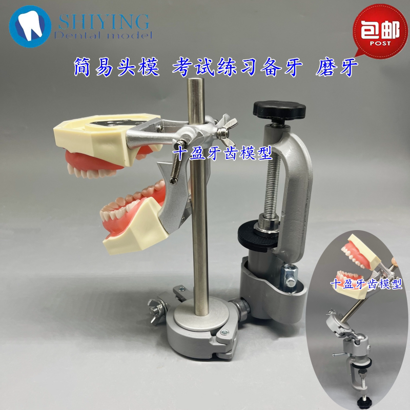 牙科仿真练习头模 牙齿模型技能考试 可拆卸备牙模型口腔教学模型