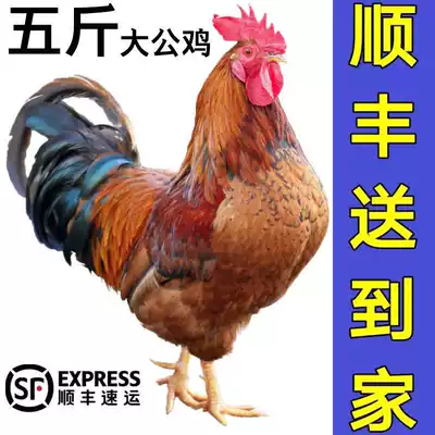 Shandong big rooster live chicken is now killed fresh local chicken Farm free-range whole extra large old chicken mixed grain feeding whole chicken