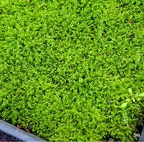 Moss Creative Moss Shop Pot Plant Moss Grass Lawn Bonsai Fresh Grass Short Moss