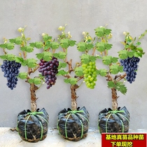 Grapes Tree Giant Peak Grape Seedling Climbing Vines Sunshine Rose Grape Sapling North South Planter les résultats de lannée