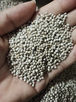 Perilla seed nutritious bird food helps gain weight quickly