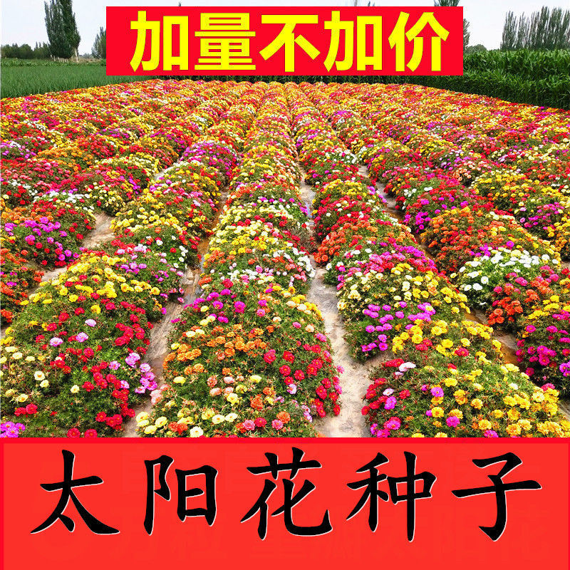 Undead sunflower seeds double-petal mixed-color pine leaf peony flower seeds indoor balcony potted flower seeds