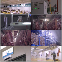 Fresh cold chain cold chain beef and mutton slaughterhouse processing factory processing assembly line real shot video material