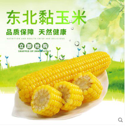 (10 sticks of selected sticks)Corn fresh waxy corn Vacuum fresh pick sweet sticky waxy yellow corn grains