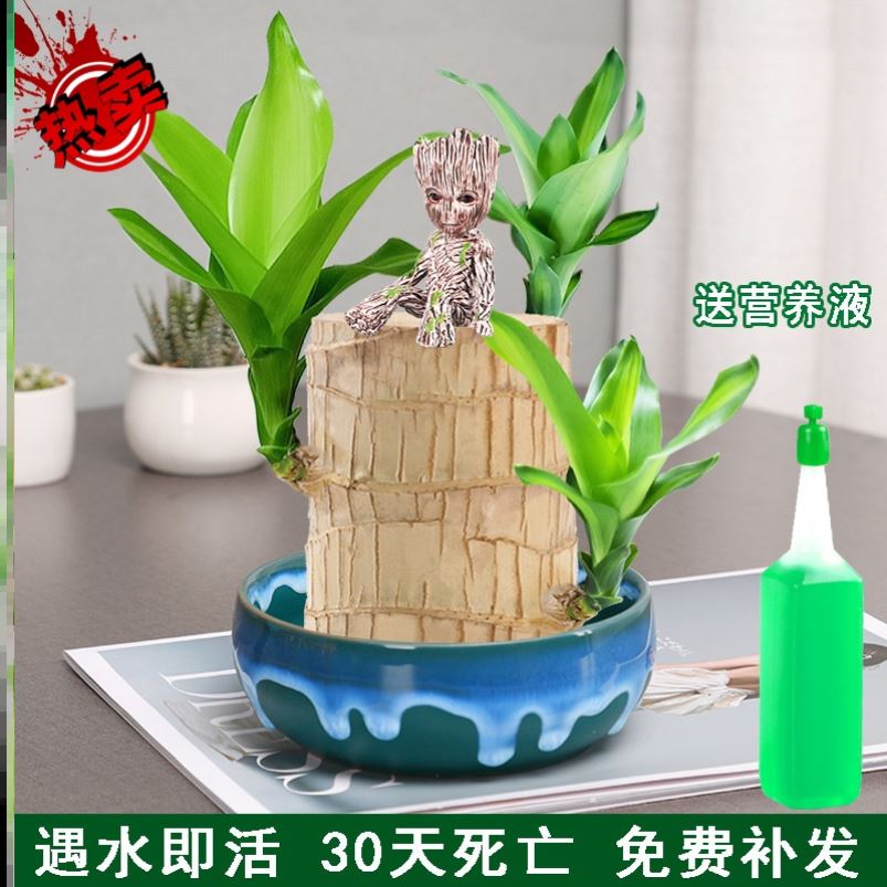 Brazilian wood with buds blooming hydroponic potted lucky wood lazy plant desktop hydroponic four seasons green plant small ornaments