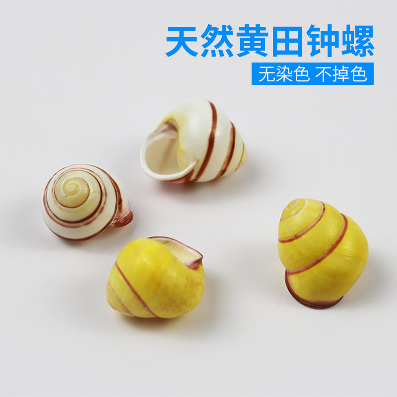 Natural sea snail shell yellowland bell snail fish tank building collection specimen right-hand snail sustentation crab replacement shell direct