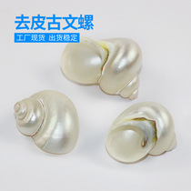 Natural Marine Snail Shells Fluorescent Snail Host Crab Special Replacement Shell Peeled Ancient Vinsnail Fish Tank Building Decoration Direct Selling