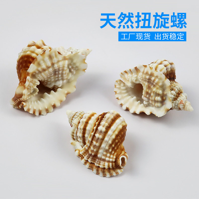 Factory price direct selling natural conch shell twist spiral collection specimen fish tank landscaping Mediterranean home window decoration