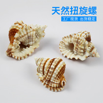 Factory price direct selling natural sea snail shells torsion screw collection specimen fish tank building Mediterranean home shop window decoration