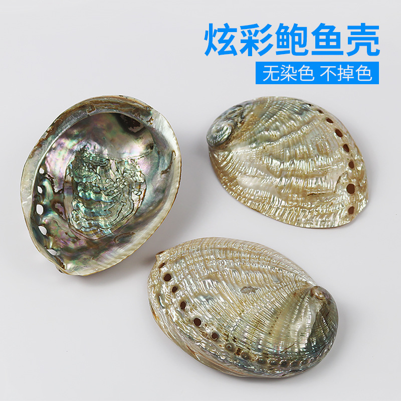 Factory Price Direct Selling Natural Abalone Shell Fish Tank Building View Aquarium Decoration Shooting Props Sea Snail Shells Furniture Pendulum