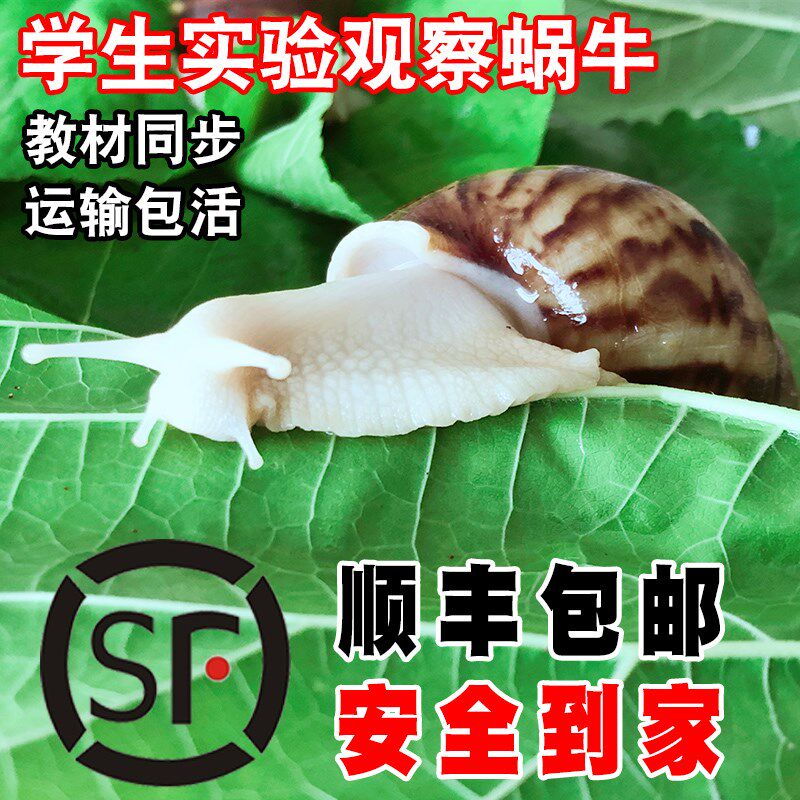 Snail living pet white jade snail giant snail pet living snail ornamental snail teaching scientific experiment