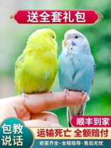 Parrot live bird living thing speaks true bird pet Xuanfeng young birdie small bird living watching bird cage feed