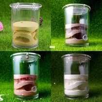 Ecological Plaster Ant Farm square Nest Landscaping House