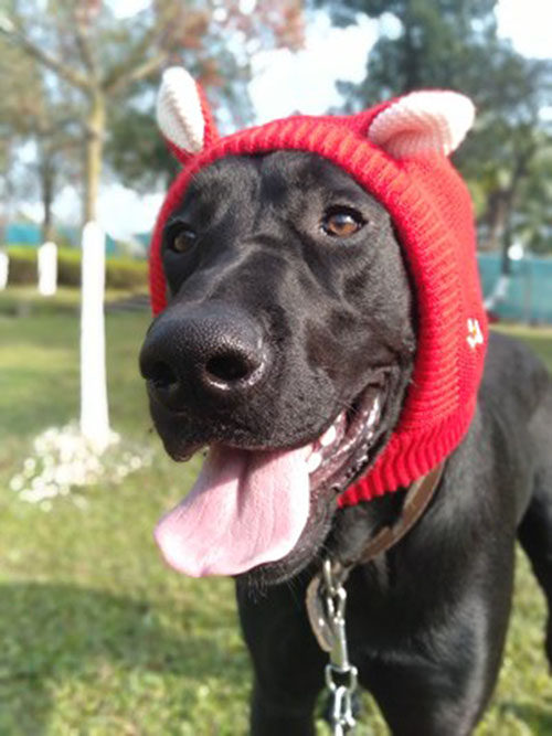 Pet Hat Pooch Scarves Hat Winter Large Dog Cute Hair Line Warm Labrador Gold Wool Big Dog Hat