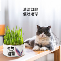 Xiaopei vitality cat grass seed cat mint hydroponic cat snack hair removal ball hair cream potted set cat supplies
