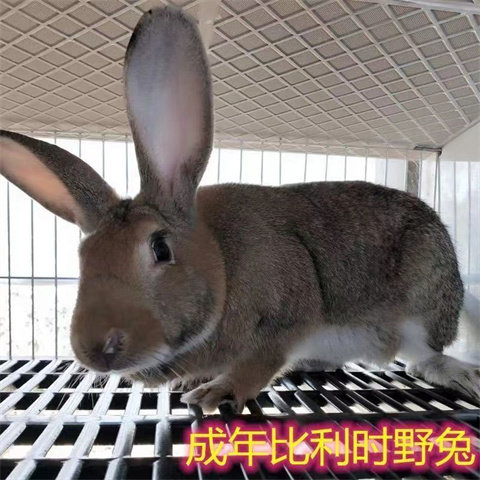 大兔子养殖