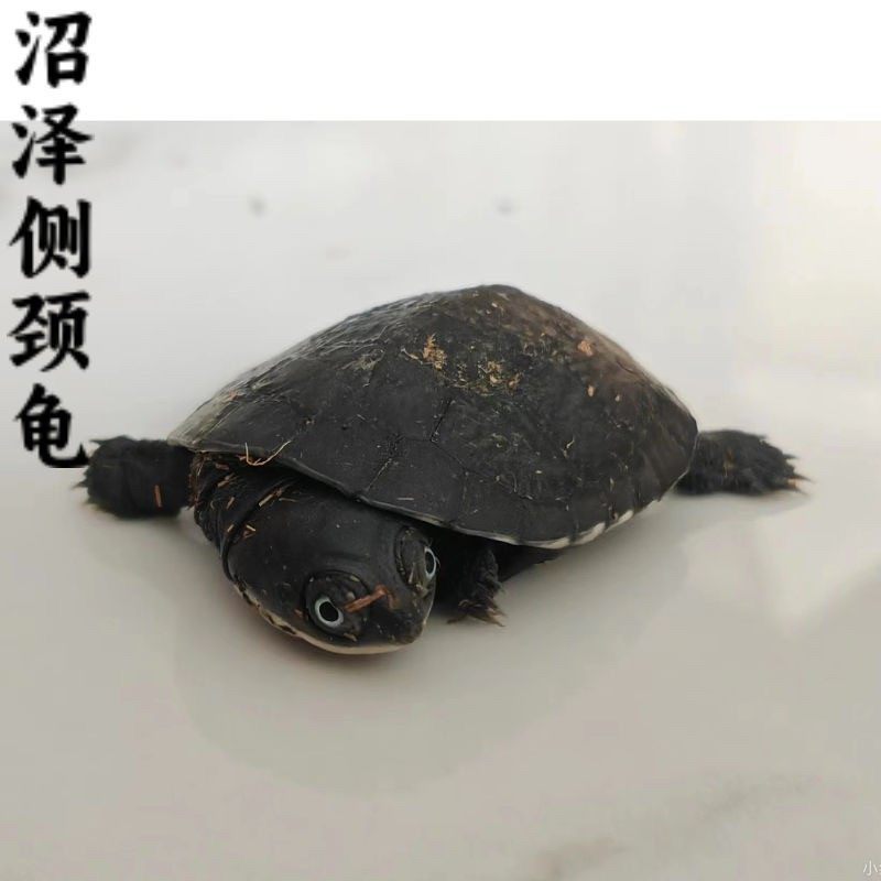 西非侧颈龟:会仰泳的“笑脸萌宠”!超萌深水龟怎么养?🐢-龟-淘宝百科网