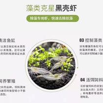 Black shell shrimp aquarium aquarium aquatic grass cleaning algae removal tool freshwater ornamental shrimp petting water live algae removal shrimp