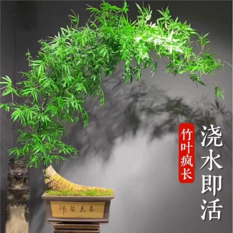 Authentic Small-Leaf Bamboo Finished Bonsai with Mature and Old Stems for Tea Room, Living Room, Office, Zen-Inspired Northern Style Bamboo Bonsai