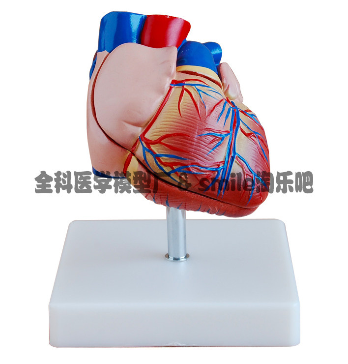 新型心脏解剖模型自然大医学用教学标本模拟人体大心脏训练模具