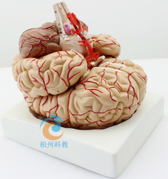带脑动脉和脑神经模型血管结构组织模具大脑矢状切面解剖标本