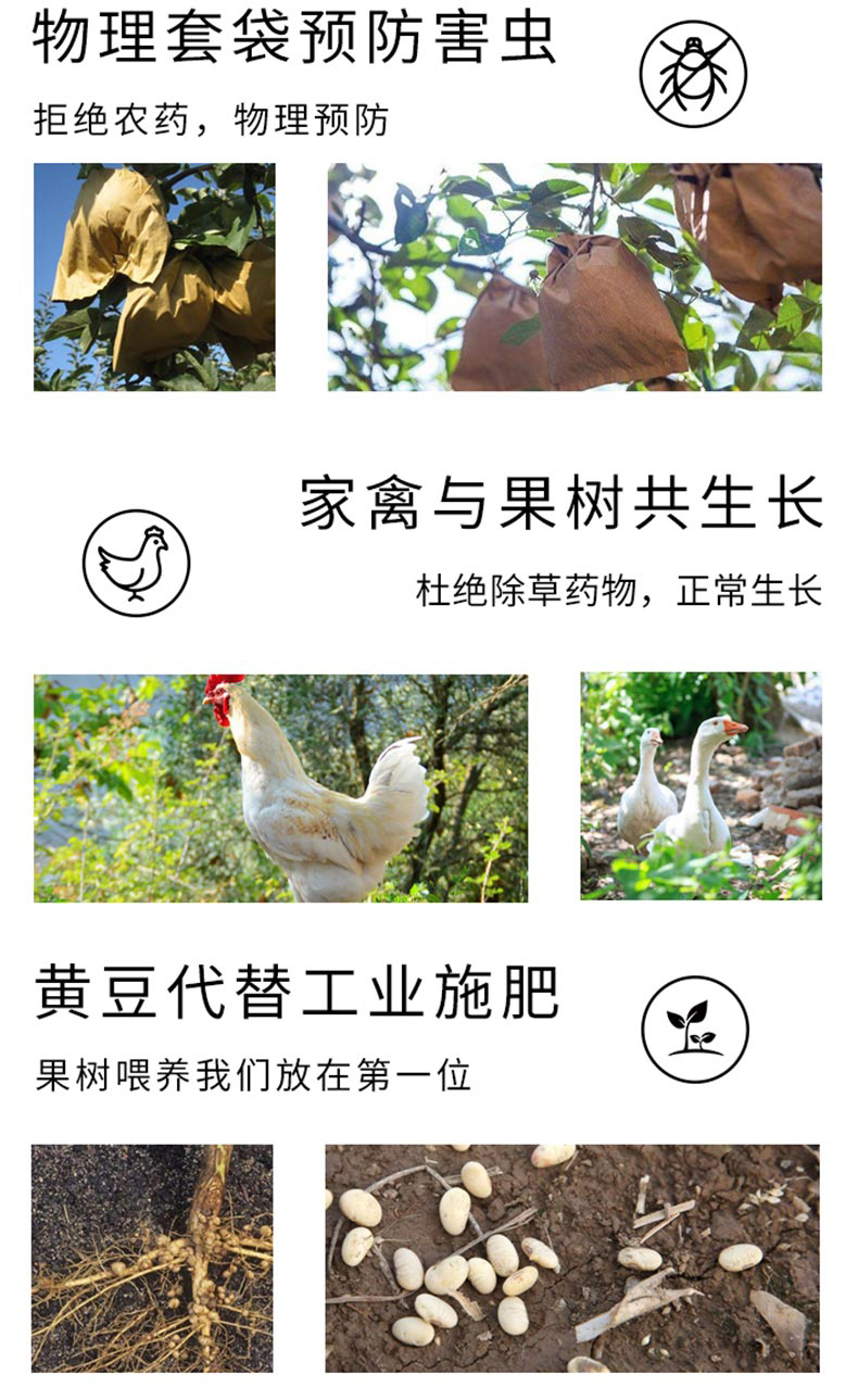 【5斤】烟台红富士脆甜苹果
