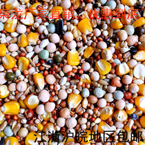 Lord Long A Class Home Cultivation Letter Grain Nutrition Common Belt Corn Dove Grain Letter Pigeon Feed 50 Kings Jiang Zhejiang Shanghai