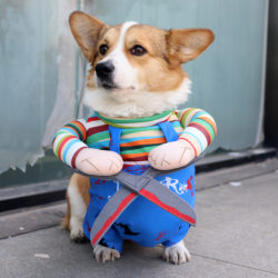 Pet Halloween Out Scissor Hand Standing Killer Dress Funny Koji Fa Dou Teddy Dog Photo Dress