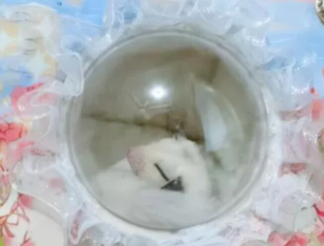小宠蜜袋鼯手工窝的LOGO
