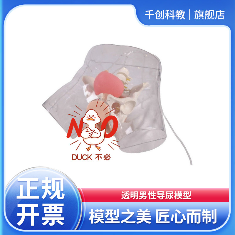 透明男导尿模型骨盆膀胱可视真实阻力气囊膨胀60&deg;角双弯三窄尿液