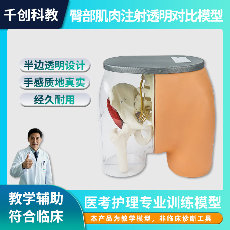 臀部肌注透明模型半透神经血管骨标触诊红绿灯声光报警塑胶耐用教