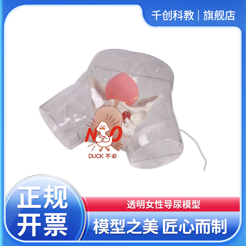 透明女导尿模型阴唇分骨盆膀胱可视真实阻力气囊膨胀双三腔管尿液