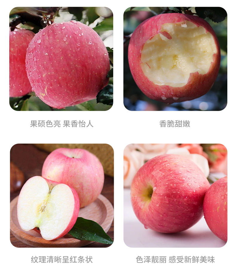 【蜂巢直供】山东烟台红富士苹果5斤