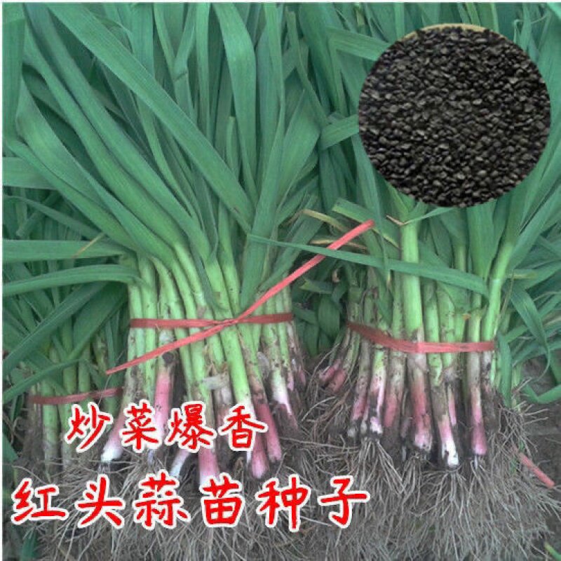 红头香蒜红头蒜一年四季三茬连续均可种植蒜苗种籽蒜种子硬叶蒜苗
