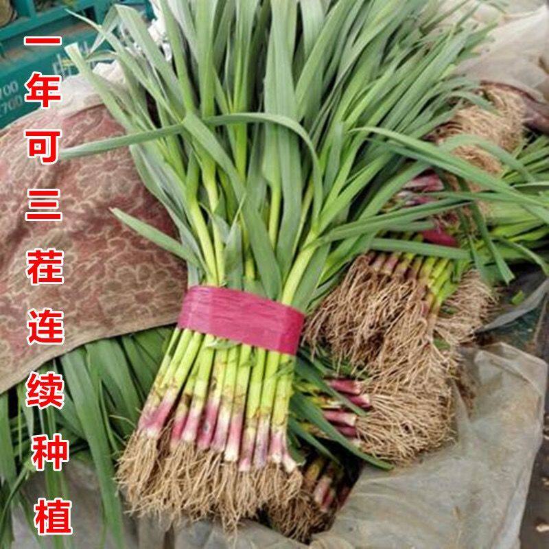 红头香蒜红头蒜一年四季三茬连续均可种植蒜苗种籽蒜种子硬叶蒜苗