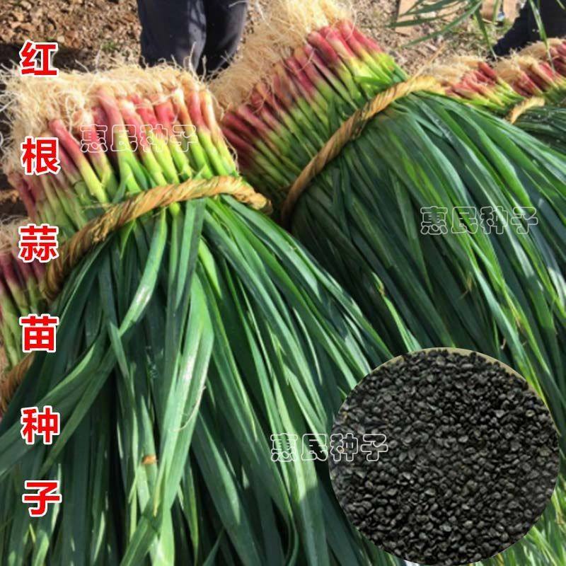 红头香蒜红头蒜一年四季三茬连续均可种植蒜苗种籽蒜种子硬叶蒜苗