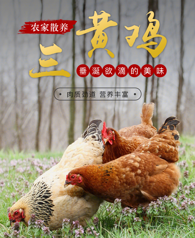 芮瑞生鲜农家散养土鸡童子鸡3只