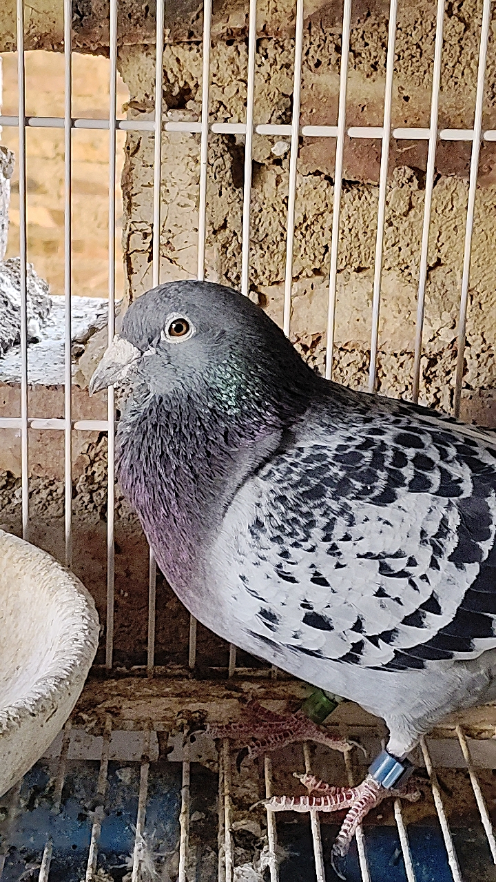 《<strong>中外名家鸽文精选集</strong>》第四辑:赛鸽与信鸽的专业指南概述