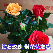 Mini rose diamond rose potted flower Daquan mini rose Four Seasons flowering balcony placed multi-color easy to live