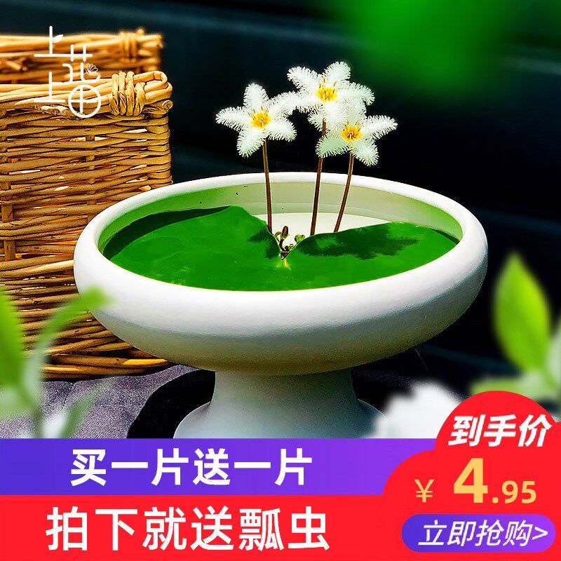 One Leaf Lotus Flower Plant With Flower Bud Bowl Lotus Aquatic Sleep Lotus Gold And Silver Lotus Flowers All Season Lotus Flowers