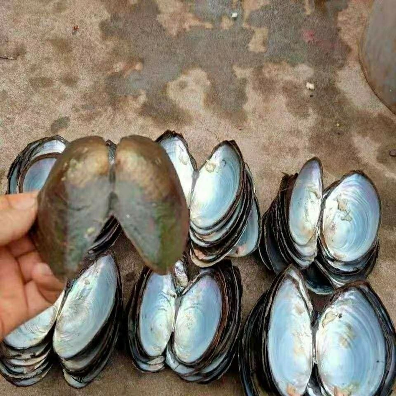 Shell Pieces for Paint Transfer, Shell Crafts, River Clam Shells, Handmade Shell Crafts