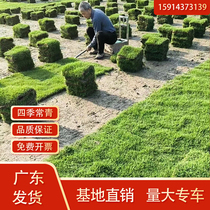 Guangdong turf real grass belt soil four-season evergreen courtyard project greening green grass Manila Taiwan grass belt soil
