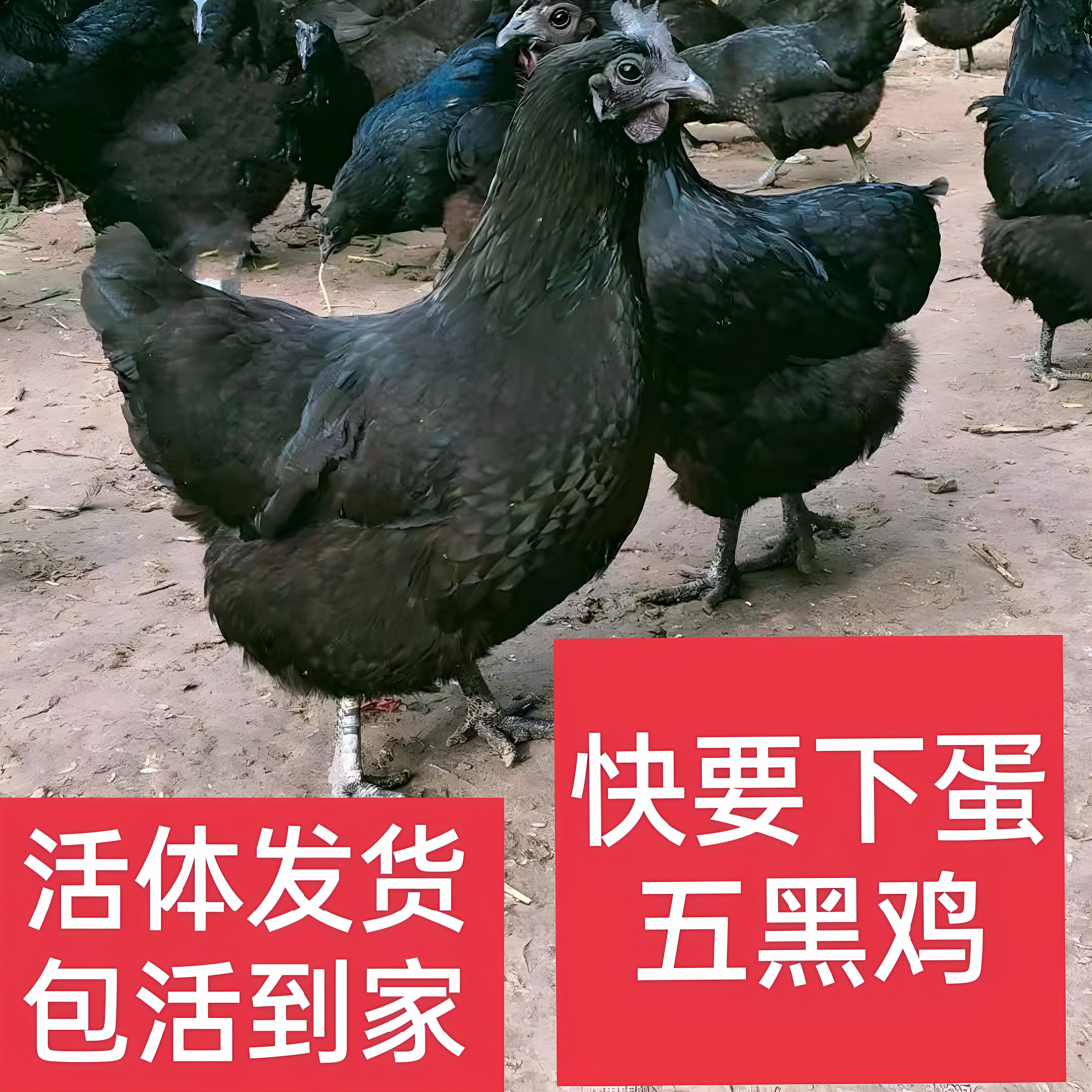 正宗散养3/3.5斤五黑鸡活体鸡绿壳蛋鸡乌骨鸡土鸡,为何备受推崇?-整鸡整鸡制品-淘宝好物网