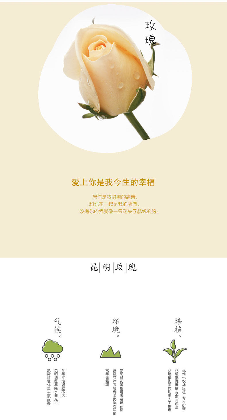 11 Rose Bouquet_03.jpg