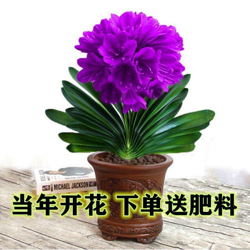 South African Junko Lanhua Junko Lan potted boutique indoor plant Junko Lankao Miao in four seasons evergreen orchid Miao