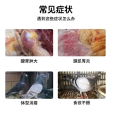 Ариму, аденомиоз, лопатка, природная экстракция растений, потеря аппетита, медленный рост, птица для голубей