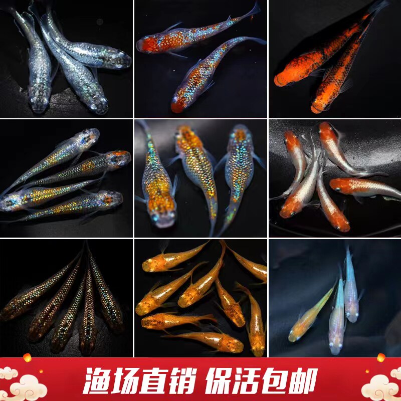 家养淡水观赏鱼：打造你的水下乐园，解锁水族宠物新玩法！-宠物-淘宝百科网