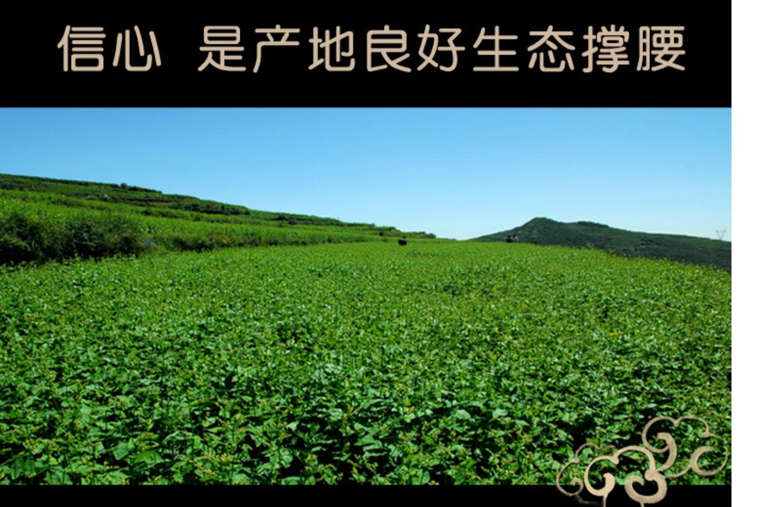 黔山良农黑苦荞茶醇香正品特产级500g